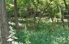 Vand Padure de salcam 10 ha com. Fartanesti Jud Galati - 8