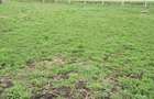Vand teren construibil, gradina, agricol, livada, central, totul intabulat 3.000mp - 6