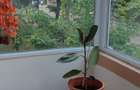 7 Noiembrie - Inchiriere apartament 2 camere - Str. Secuilor Martiri - 4