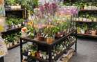 Preluare Afacere Florarie. - 2
