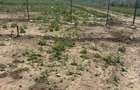 Teren de INCHIRIAT - Ideal pentru agricultura, livada, agrement sau camping! - 4