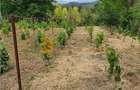 Exclusivitate! Teren intravilan zona Beceni - 6