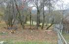 Casa + 4,4 ha (arabil, pa?une, padure), Scari?oara, Alba - 11
