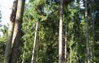 Padure cu teren 9.5 hectare investie forestiera avantajoasa - 6