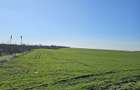 Teren extravilan 8600 mp Livada de Bihor - 2