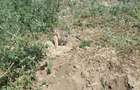Vand teren agricol in intravilanul comunei Romanu - 3