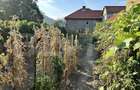 Casă de renovat 2 camere, zonă liniștită – Cugir - 4