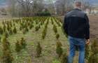 Vand teren Col?e?ti cu planta?ie tuia