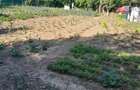 Casa de vanzare sat Vlascuta, comuna Mastacani, jud. Galati - 5