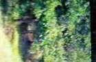 Vand padure in loc. Vulpeni jud Olt - 9