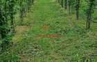 Teren extravilan in Baicoi 10.000mp plantatie mure --80.000e - 11