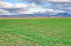 Teren agricol extravilan de 8400 mp, în Tărlungeni - 8