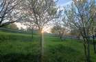 Vand teren in Adancata, jud. Suceava - 3