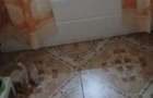 300 Euro Apartament 3 Camere Decomandat Tomesti - 2