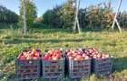 Teren de 3600 mp, în Bosanci - 2