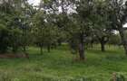 Terenuri si padure de vanzare in Dealu Viilor (Mo?oaia) - 6