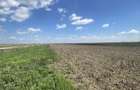 Teren agricol Slobozia Moara 8544 mp acces la drum asfaltat si la 1 km de DN7 - 5