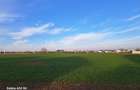 Teren intravilan Buftea - 2