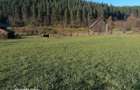 Teren 3.200 mp Sadova Piraul Morii - 9
