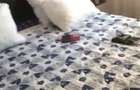 Apartament Campus Chirie 250 euro - 2