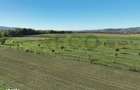 RECO, Teren cu livada de nuci, Zona Auseu, Bihor - 3