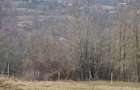 Teren de 4200 mp, în Drajna - 6