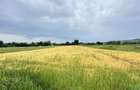 TEREN INTRAVILAN DE VANZARE ALESD BIHOR - 2