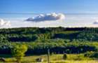 TEREN DE VANZARE 1471 m Betfia/Sanmartin /Oradea - 1