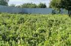 Propietar vand teren Islaz IF, 1000 mp cu casa in constructie - 5