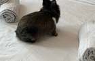 AR4163-LU1 - 2 min walk Calea Victoriei - 1 min walk Sala Palatului -Fixed Price - 3