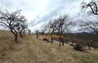 TEREN 34.000 MP | SERANI BIHOR - 7