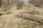 Vand teren cu vie in Dumbravi?a (Baia Mare) - 13