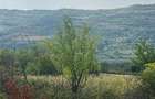2500m Teren Intravilan Ora?ul Urla?i, Strada Orzoaia de Sus Zona Parc Bellu Acte Perfectate - 4