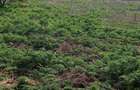 Ferma zoothenica 5.85 hectare - 1