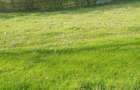 Teren intravilan 8000 mp, acces asfaltat - 10