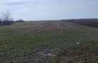 Teren intravilan de vanzare, 15500 m2, Localitatea Dascalu, Jud. Ilfov - 1