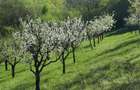 Vand teren+livada pomi fructiferi Aleea Castanilor - 4