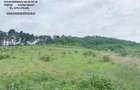 Teren zona Pietricica, cadru natural superb - 1