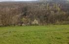 Teren intravilan 8000 mp, acces asfaltat - 12
