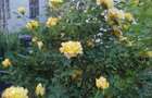 Proprietar ofer spre vanzare - 4