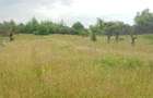 Laschia, 6 ha teren - Laschia (Maramures) - 6