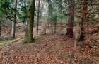 Teren forestier 2.500 mp, Vadurele comuna Alexandru cel Bun, jud. Neamț - 1