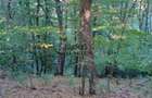 Padure de Fag 2 hectare - 6