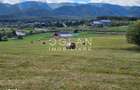 Teren Tocile (parcelabil) 3500 mp - 17
