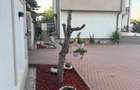 Casa Lapus Arges-Rovine