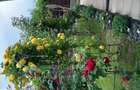 Particular vand casa Buftea - 8