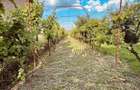 VILA CU 14 CAMERE SI 3405 MP TEREN IN SANMARTIN - 7