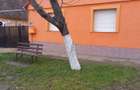 Proprietar vand casa in Giarmata Mare - 5