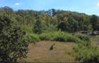 Teren de 10500 mp, în Nadăș - 3