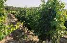 Vand 4,64 ha teren viticol cu plantatie de vita-de-vie Carligele, Podgoria Cotesti, Vrancea - 2